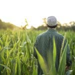 A farmer stands in a lush grain field.