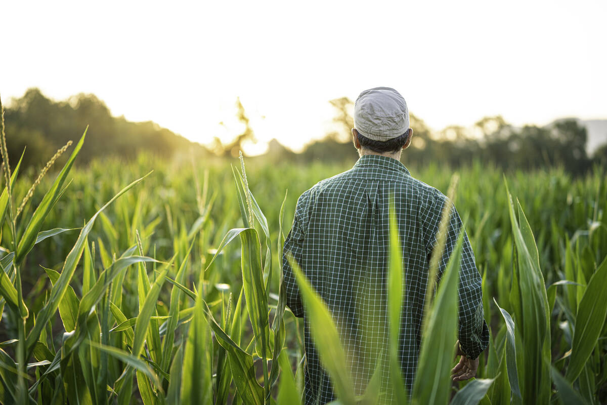 A farmer stands in a lush grain field.