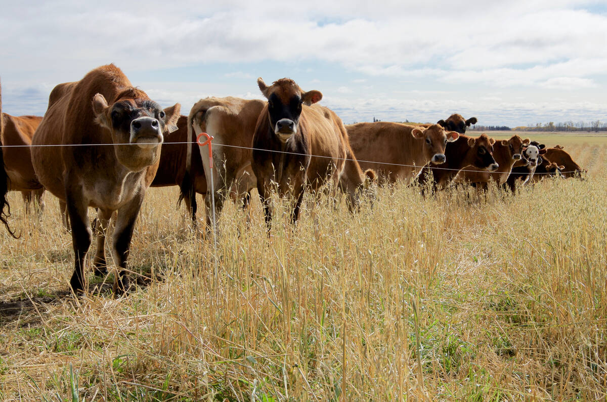 Dry Jersey cattle graze a polycrop mix on a regeneratively managed dairy farm in western Manitoba. Photo: File