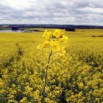 Canola keeps trending upwards