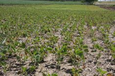 Chinese tariffs could mess with U.S. soybean plans
