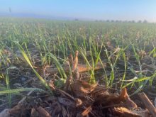 Manitoba’s winter wheat and fall rye growers don’t need to be in a rush yet to scout whether crops have survived the winter.