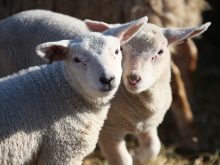 Q-fever and Leptospirosis are two bacterial infections that are responsible for abortions in cattle and sheep and can result in human infections and disease. In people, Leptospirosis causes a headache, fever, severe muscle pain, diarrhea and jaundice. 