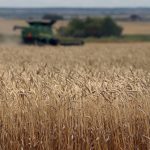 Wheat markets are bending under global pressures.