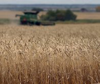 Wheat markets are bending under global pressures.