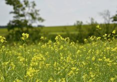 Canola futures were still showing strong the week ending April 25.