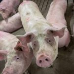 Photo: Geralyn Wichers
