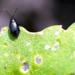 Flea beetles feed on a canola leaf.