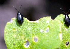 Flea beetles feed on a canola leaf.