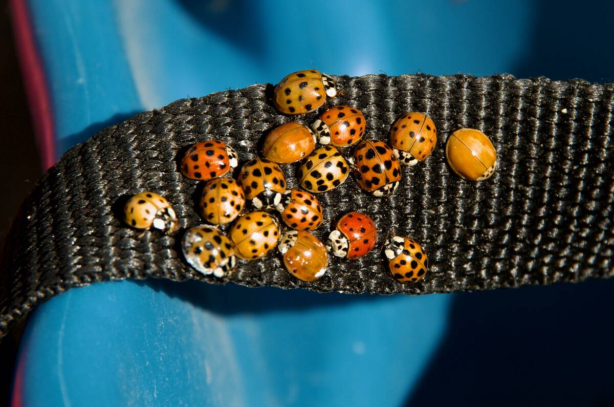 Lady beetles are voracious predators of pest insects. Photo: Alexis Stockford