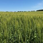 The USDA attache in Australia is calling for a smaller wheat crop in 2025/26.
