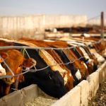 Beef cattle in a western Canadian feedlot.