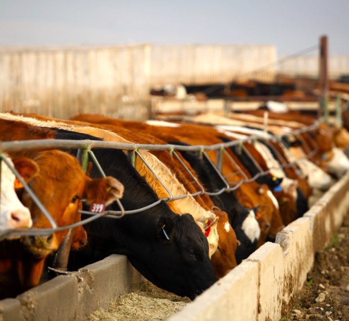 Beef cattle in a western Canadian feedlot.