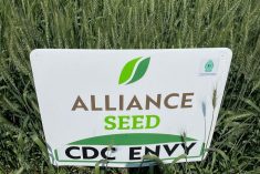 A plot of Alliance Seed’s CDC Envy CWRS wheat on display at Ag in Motion in July 2024. Photo: Dave Bedard