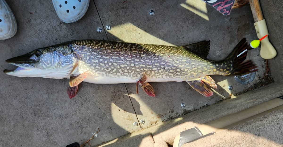 This surprisingly large pike fell to a slip bobber rig baited with half a worm. Photo: Tim Sopuck