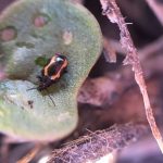 A striped flea beetle on a canola cotyledon.