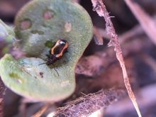 A striped flea beetle on a canola cotyledon. 