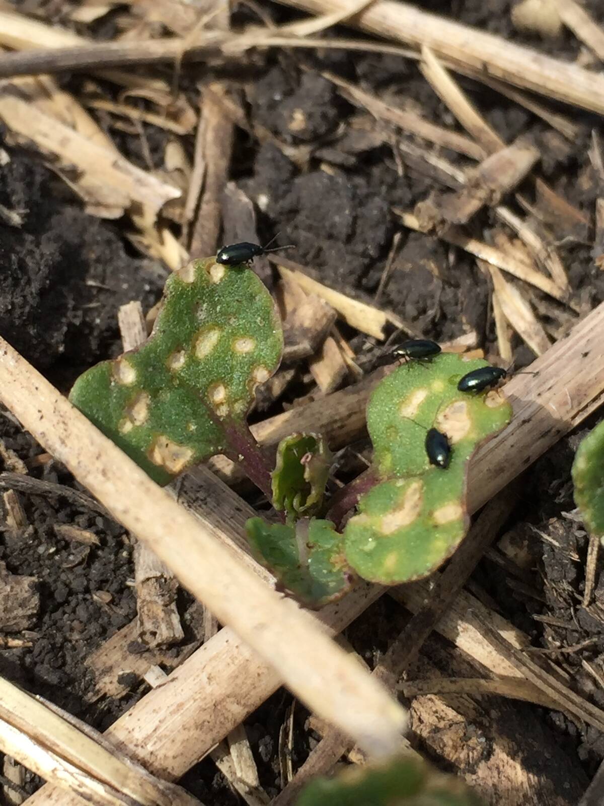 Crucifer flea beetles munch on a canola seedling. Photo: Canola Council of Canada