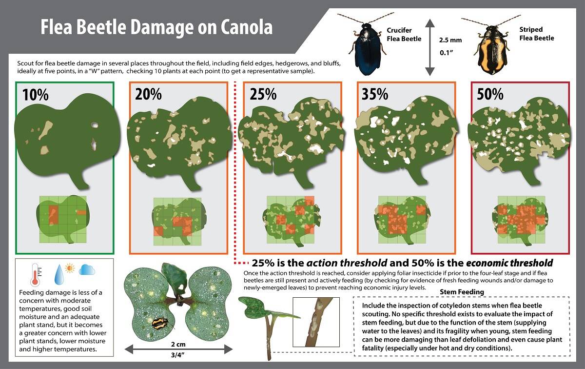 This Canola Council of Canada infographic provides a visual guide to flea beetle defoliation.  Source: Canola Council of Canada