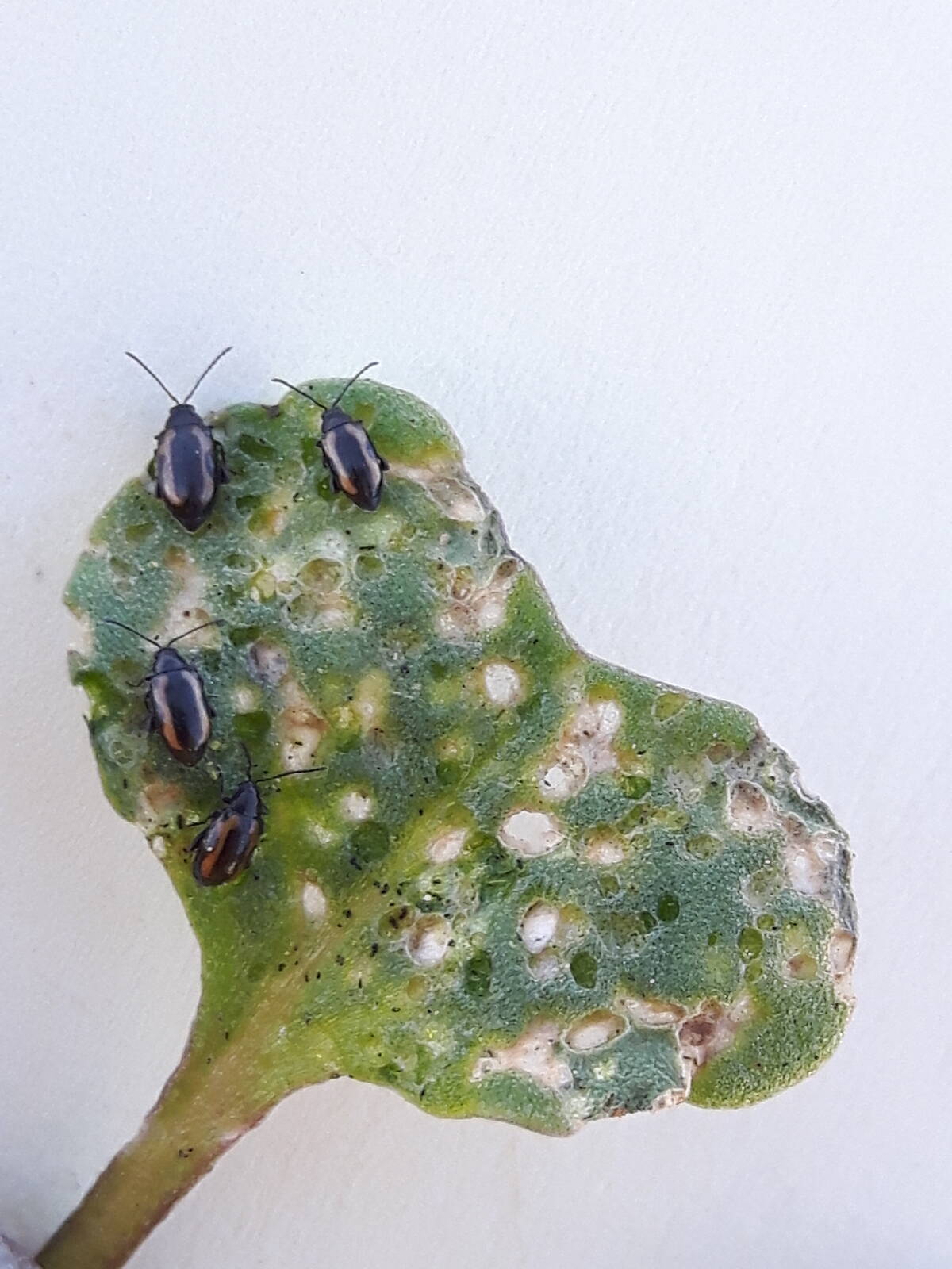 A canola cotyledon shows damage from flea beetles feeding. Photo: Canola Council of Canada