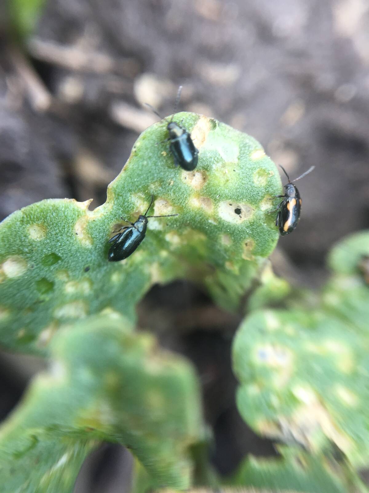 Both crucifer and striped flea beetles are observed on a young canola plant. Photo: Canola Council of Canada