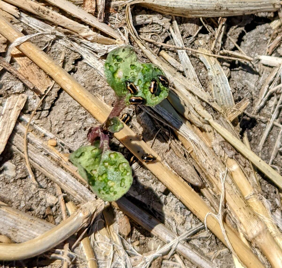 Striped flea beetles gather on a single canola seedling. Photo: Canola Council of Canada