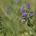 A perennial forage crop such as alfalfa can help break up the spraying cycle of summer annual rotations.