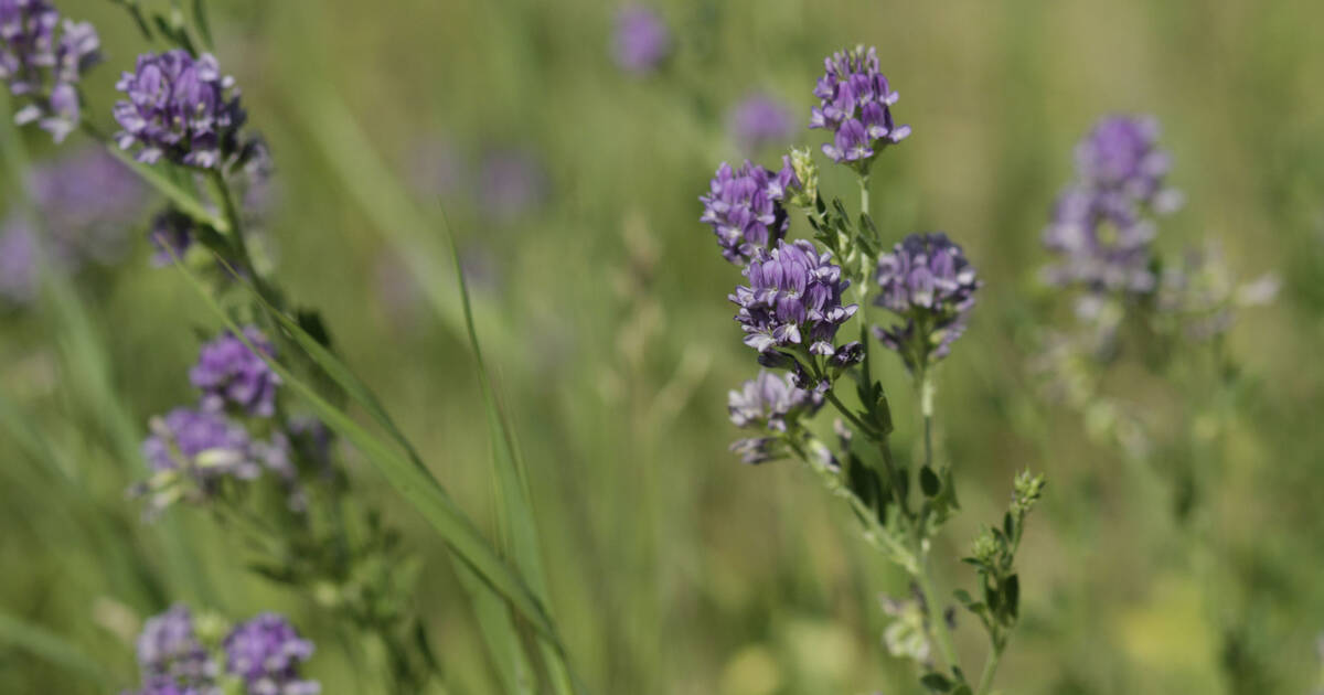 A perennial forage crop such as alfalfa can help break up the spraying cycle of summer annual rotations. 