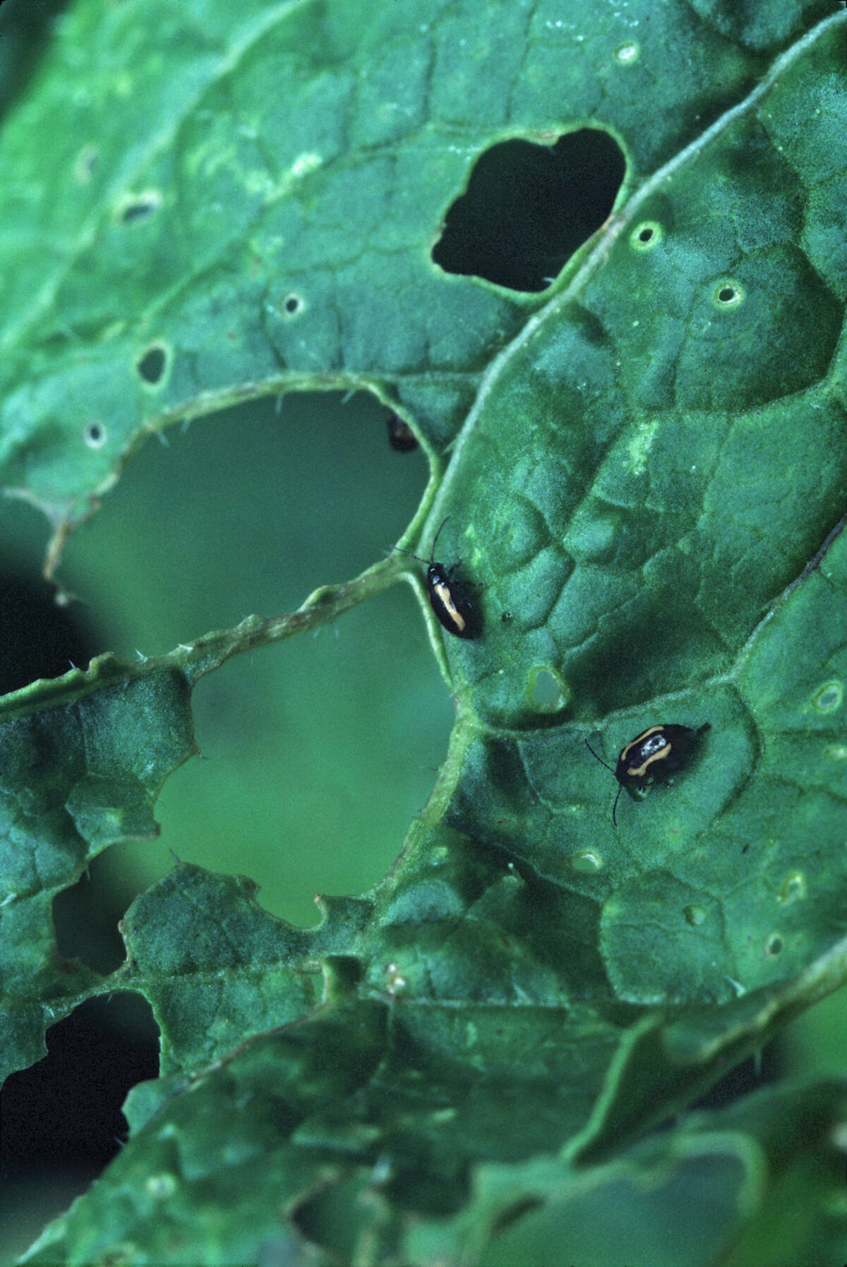 Starting off with more plants per square foot may offset some of the need to spray for flea beetles. Photo: Weber/iStock/Getty Images