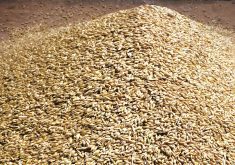 One commodity group in Vancouver said its feed barley was about C$8 per bushel for Alberta. Photo: File
