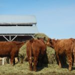 Replacement heifers make short work of a bale in a farmyard in central Manitoba.