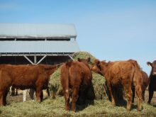 Replacement heifers make short work of a bale in a farmyard in central Manitoba.