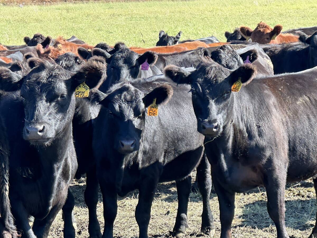 Replacement heifers are selling for far more than they did a year ago. Photo: File