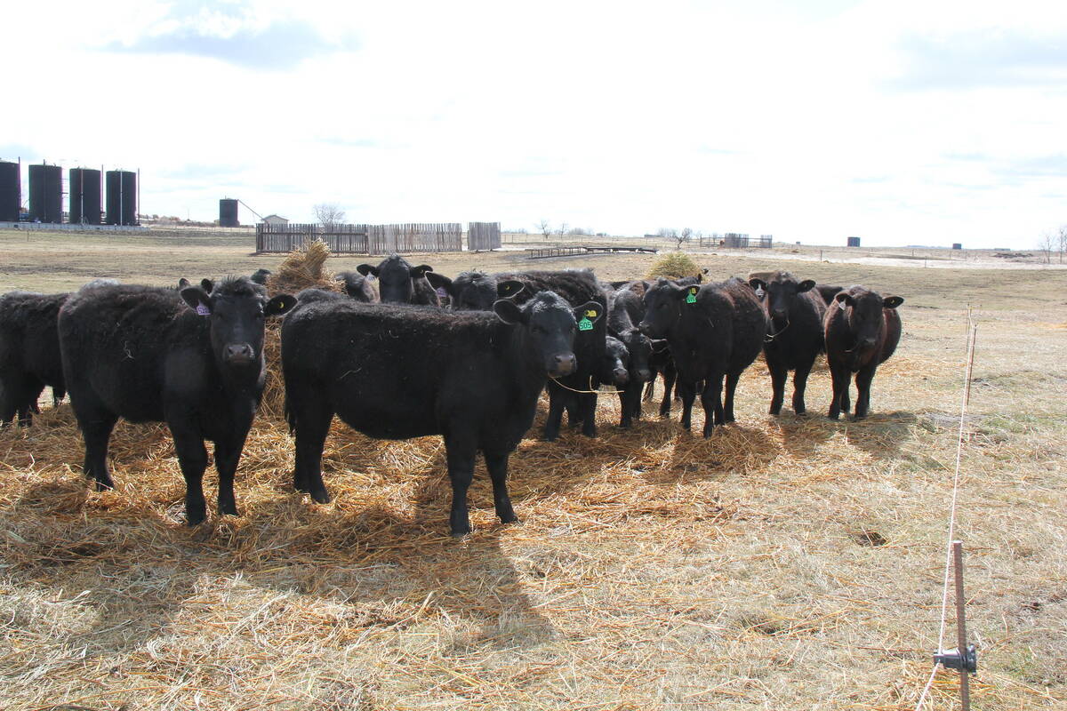 Heifers chow down on the remains of a bale near Vermilion, Alta. Photo: Lisa Guenther