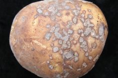 A potato infected with powdery scab and shedding spores.