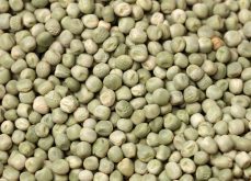 Canada might have fewer green peas than official numbers suggest.