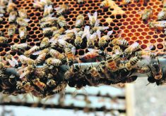 Canadian beekeepers have posted poor winter survival in several recent years.