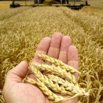 ‘Low yields, good quality’ have been the story of this organic growing year. Photo: Thinkstock
