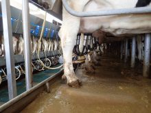 Dairy cows line up in the milking parlour of a Canadian dairy farm.