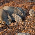 Canada’s wild pig plan needs Indigenous voice: invasive species expert