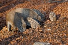 Canada’s wild pig plan needs Indigenous voice: invasive species expert