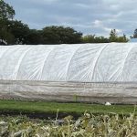 Manitoba Agriculture’s high tunnel offers an idea of how long these structures can be.