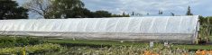 Manitoba Agriculture’s high tunnel offers an idea of how long these structures can be.