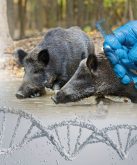 Manitoba researchers hope to hone processes that will let them better track wild pigs through environmental DNA testing. 