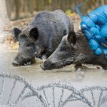 Manitoba researchers hope to hone processes that will let them better track wild pigs through environmental DNA testing.