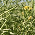 AgGronomyTV: Avoiding canola ‘yield robbers’