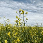 There are hurdles in the way of Canadian canola winning big in the U.S. biofuel market.