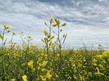 There are hurdles in the way of Canadian canola winning big in the U.S. biofuel market.