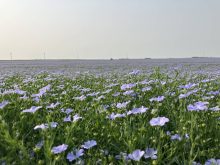 Flax crops flower in 2024 in a field in Saskatchewan.