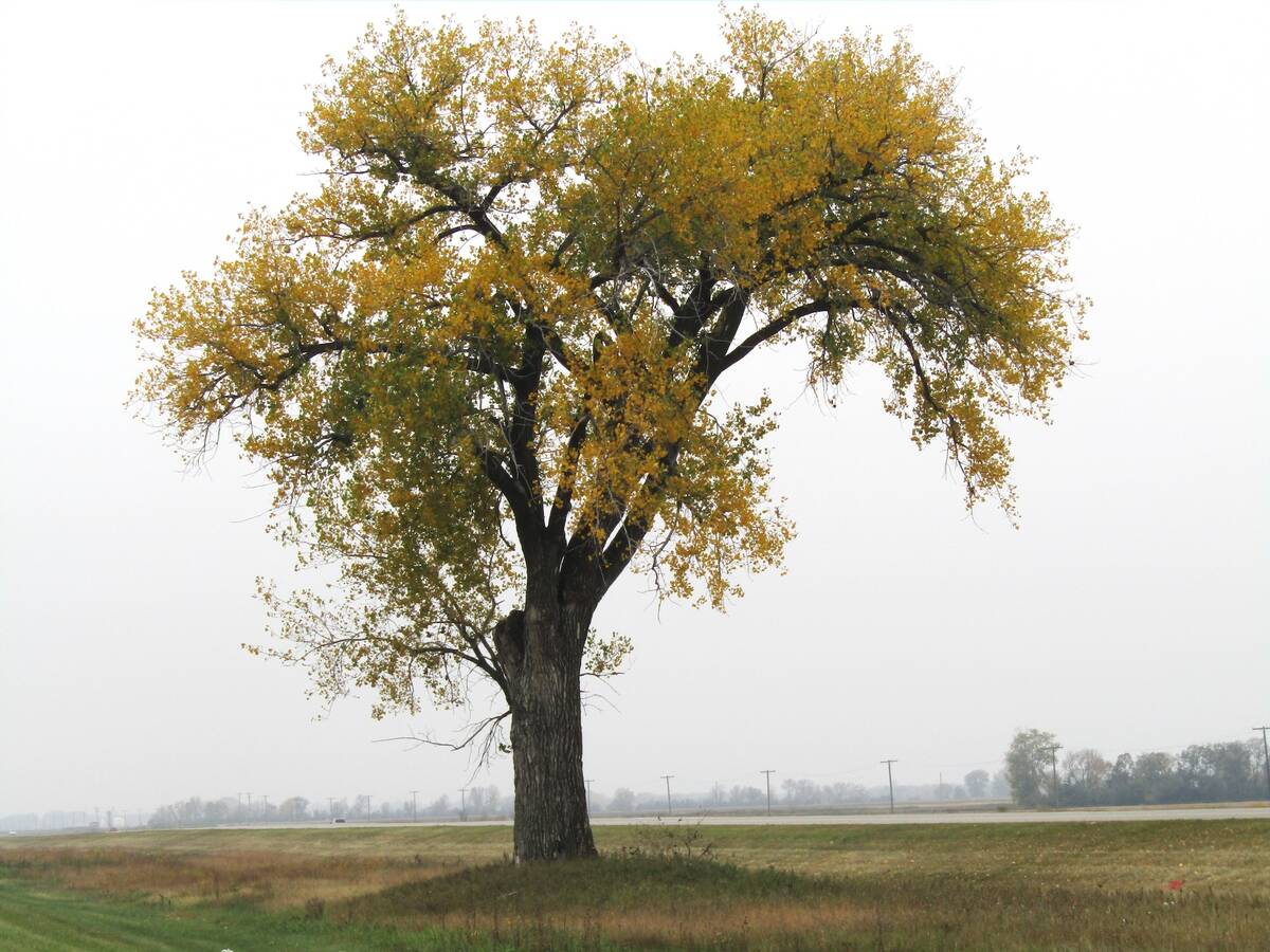 Fall foliage makes the south side Halfway Tree along Manitoba's TransCanada Highway a pop of colour on the landscape in fall.